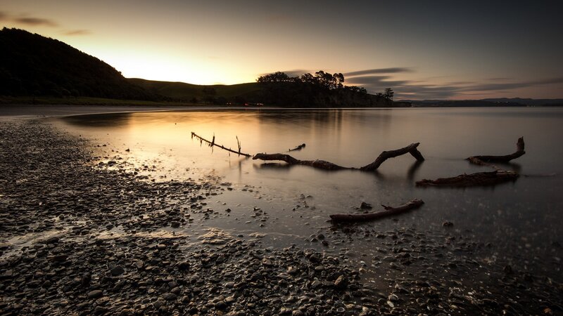 Driftwood on Pebble Beach — Gold