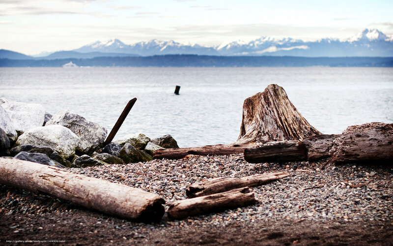 Driftwood on Pebble Beach — Gray
