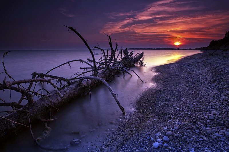 Driftwood on Pebble Beach — Purple, Dramatic