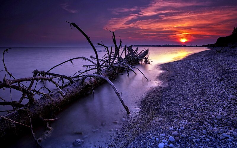 Driftwood on Pebble Beach — Purple