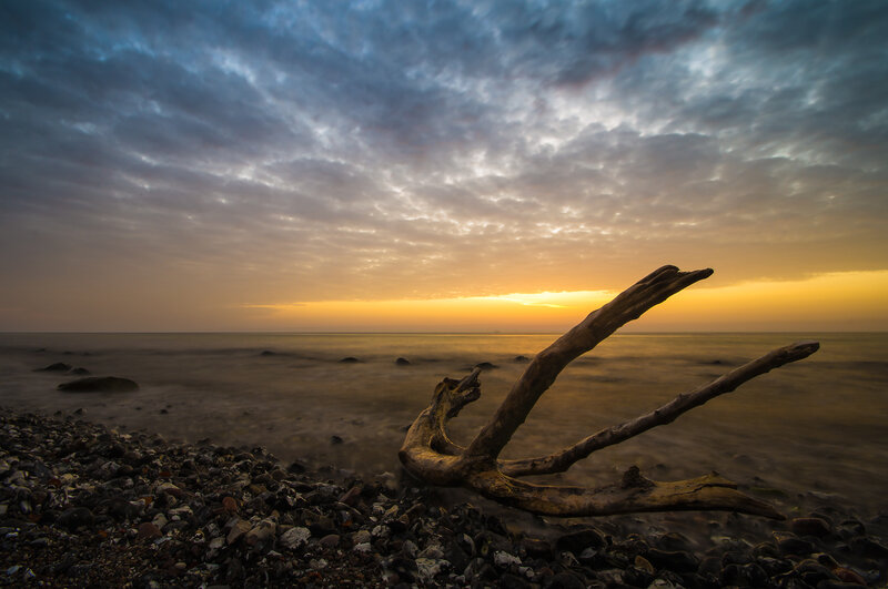 Driftwood on Pebble Beach — Yellow