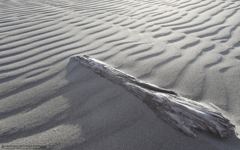 Driftwood on rippled sand