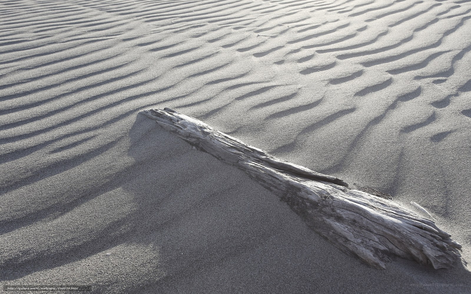Driftwood on rippled sand