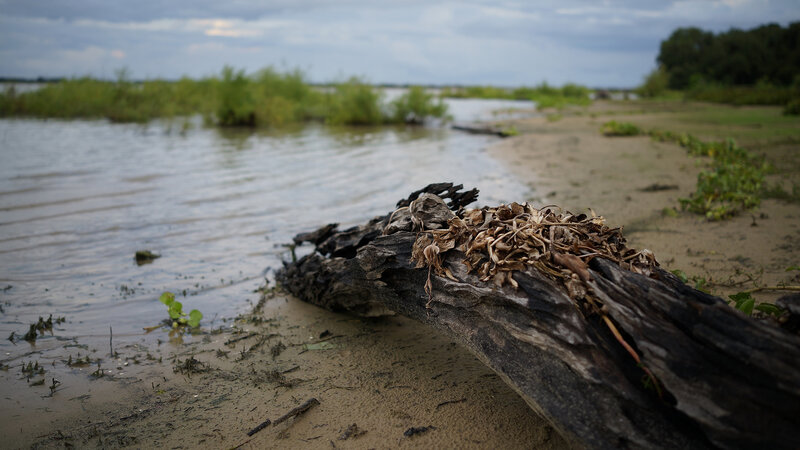 Driftwood on Riverbank — Brown