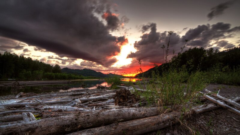 Driftwood on Riverbank — Gray