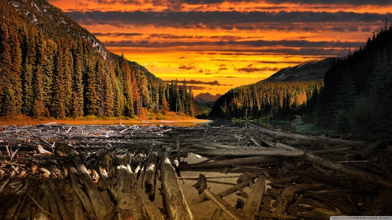 Driftwood on Riverbank — Orange