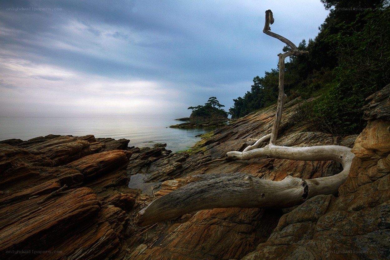 Driftwood on rocky coast
