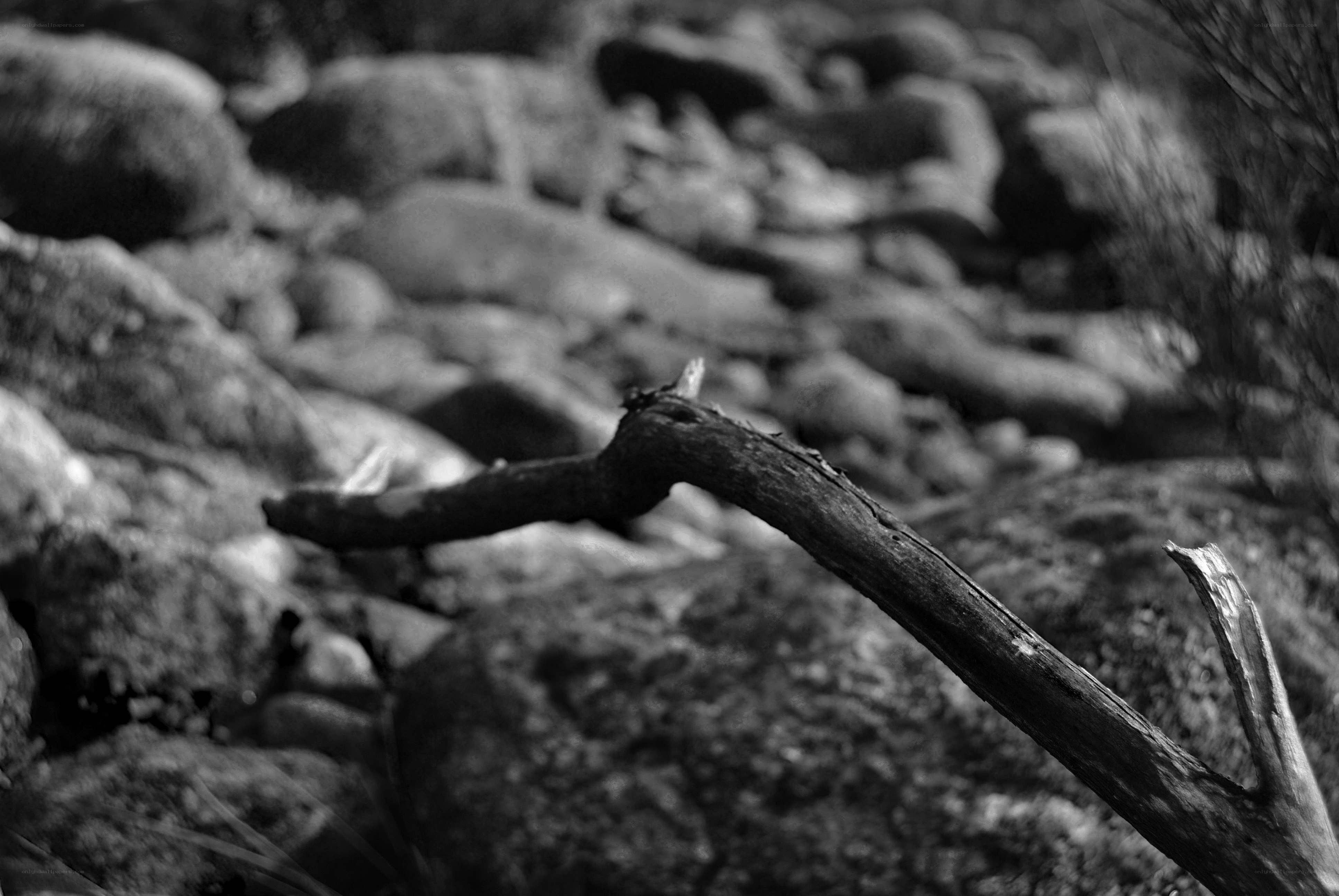 Driftwood on rocky shore