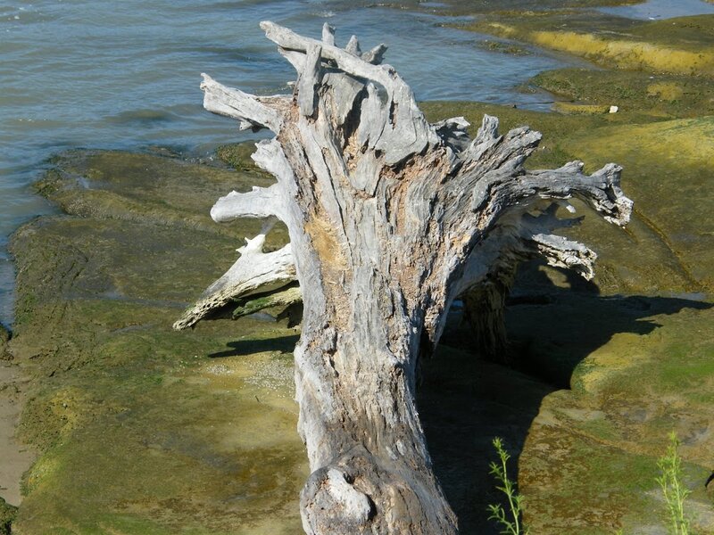 Driftwood on Rocky Shore — Gray, Natural