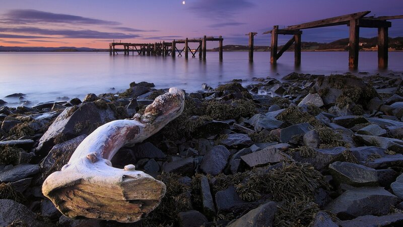 Driftwood on Rocky Shore — Purple, Serene