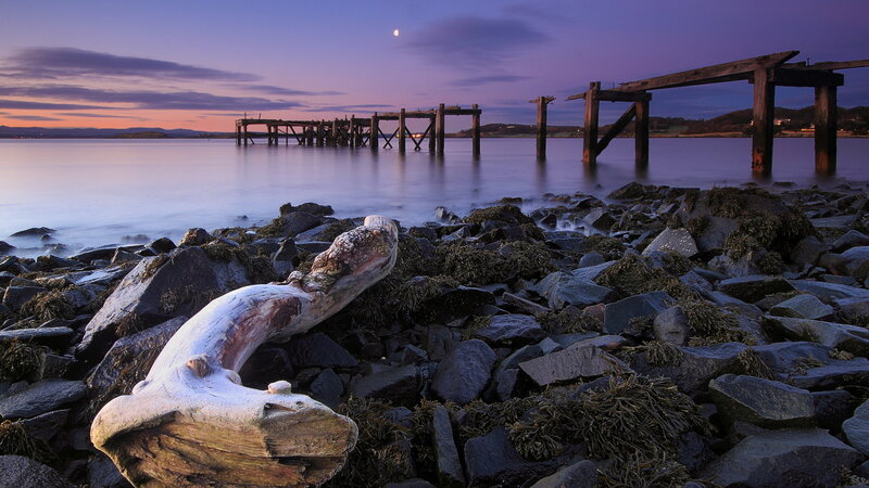 Driftwood on Rocky Shore — Purple