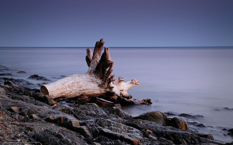 Driftwood on rocky shore