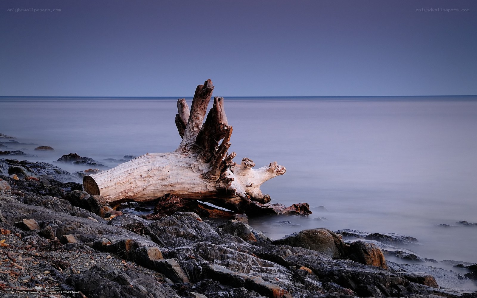 Driftwood on rocky shore