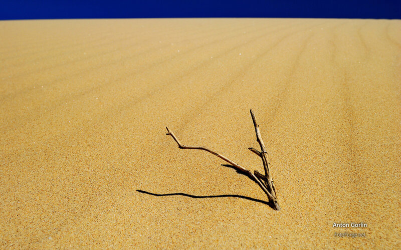 Driftwood on Sand Dune