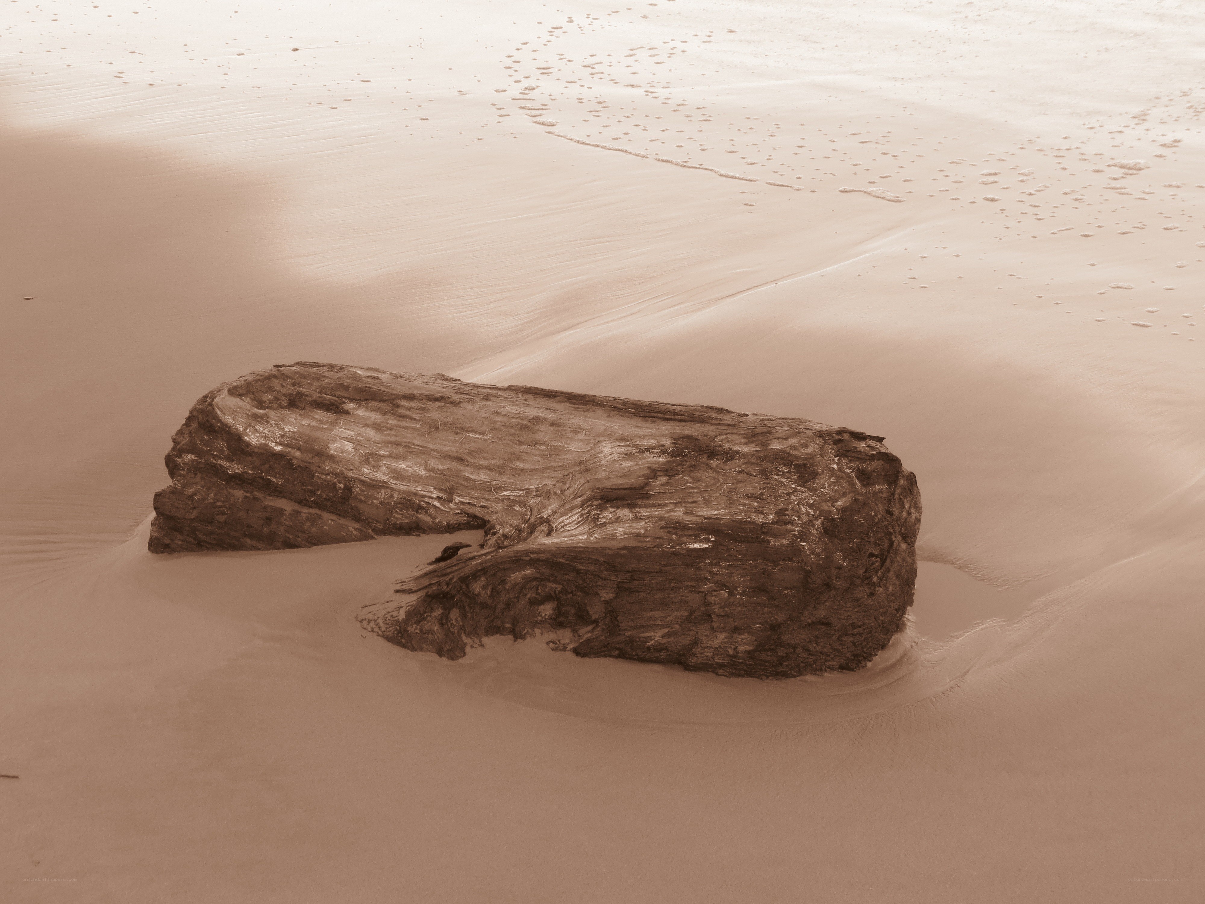 Driftwood on sandy beach