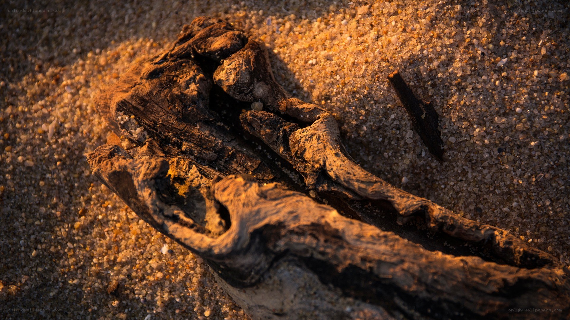 Driftwood on sandy beach