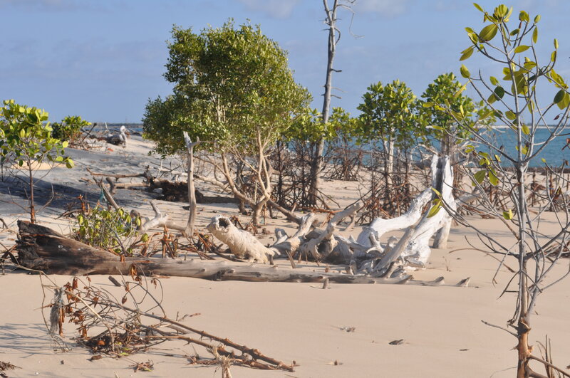 Driftwood on Sandy Beach — Beige