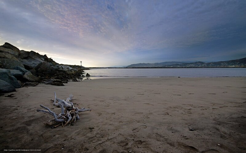 Driftwood on Sandy Beach — Gray