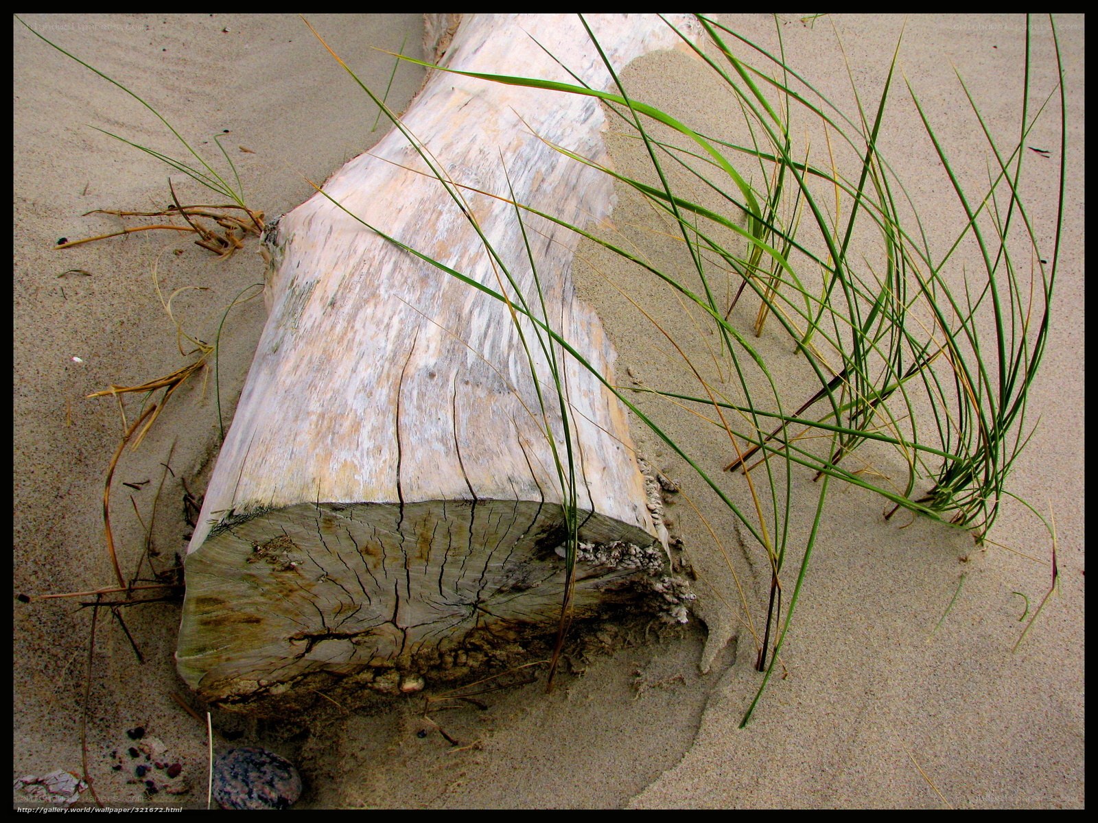 Driftwood on sandy beach