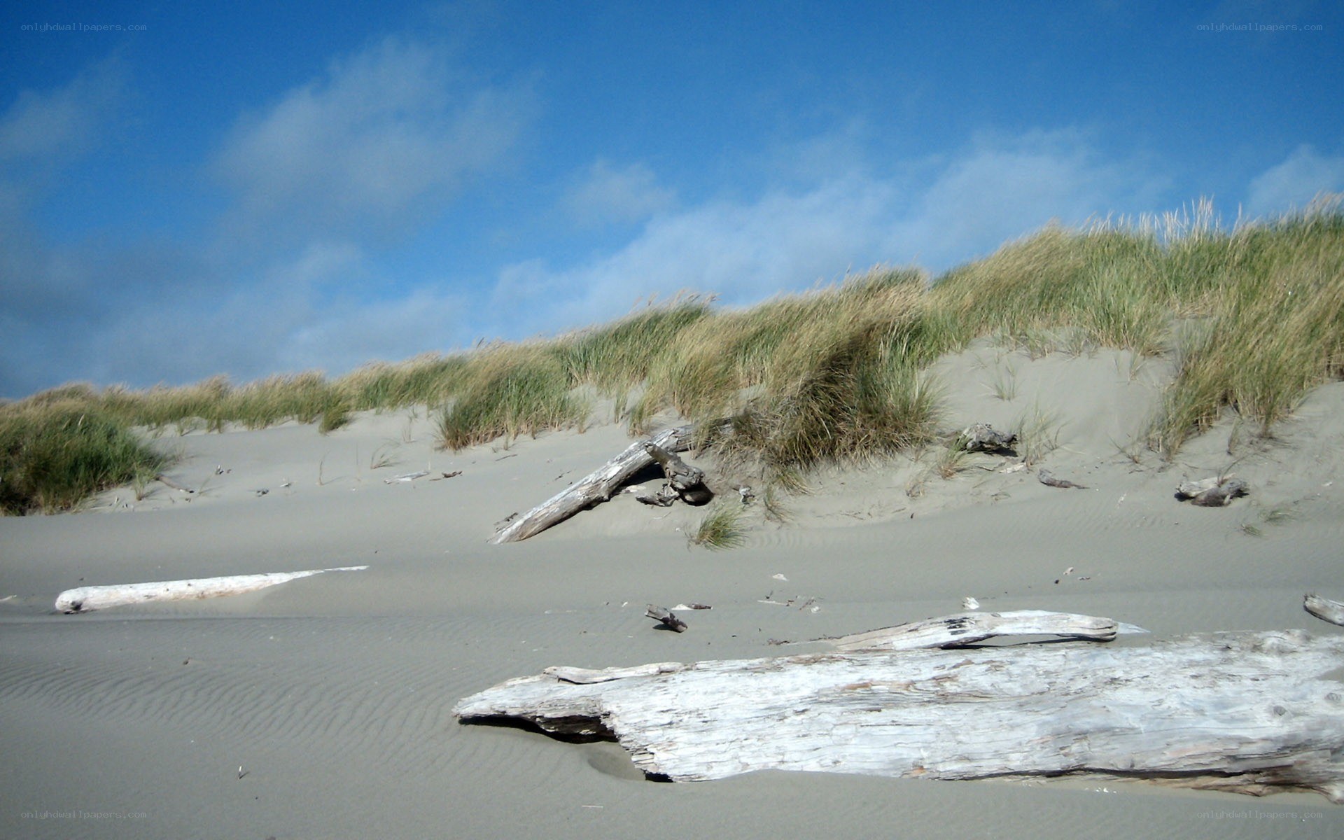 Driftwood on sandy dunes