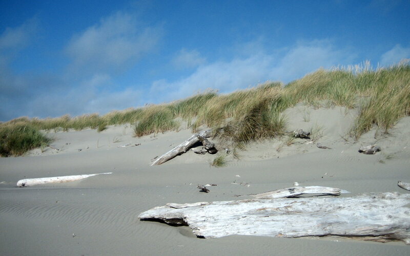 Driftwood on sandy dunes