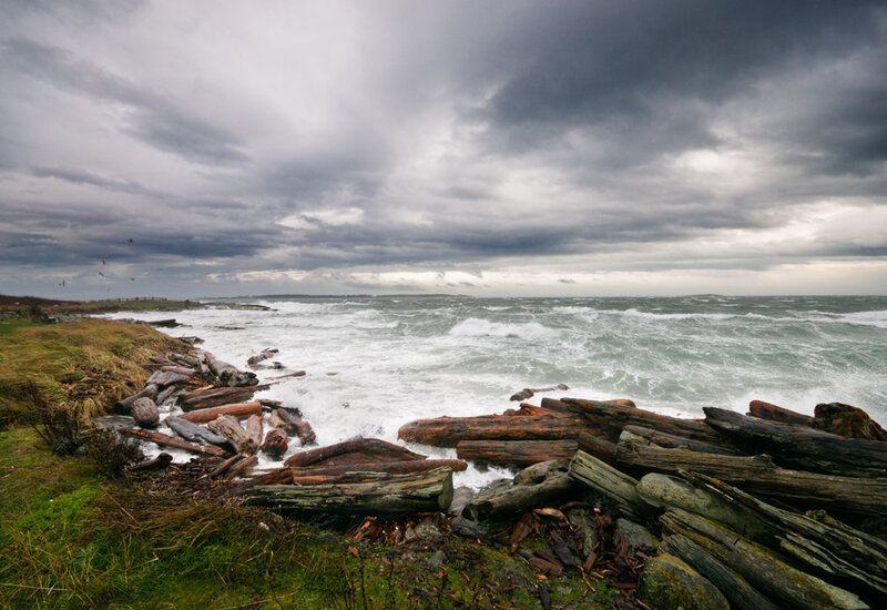 Driftwood on Stormy Shore