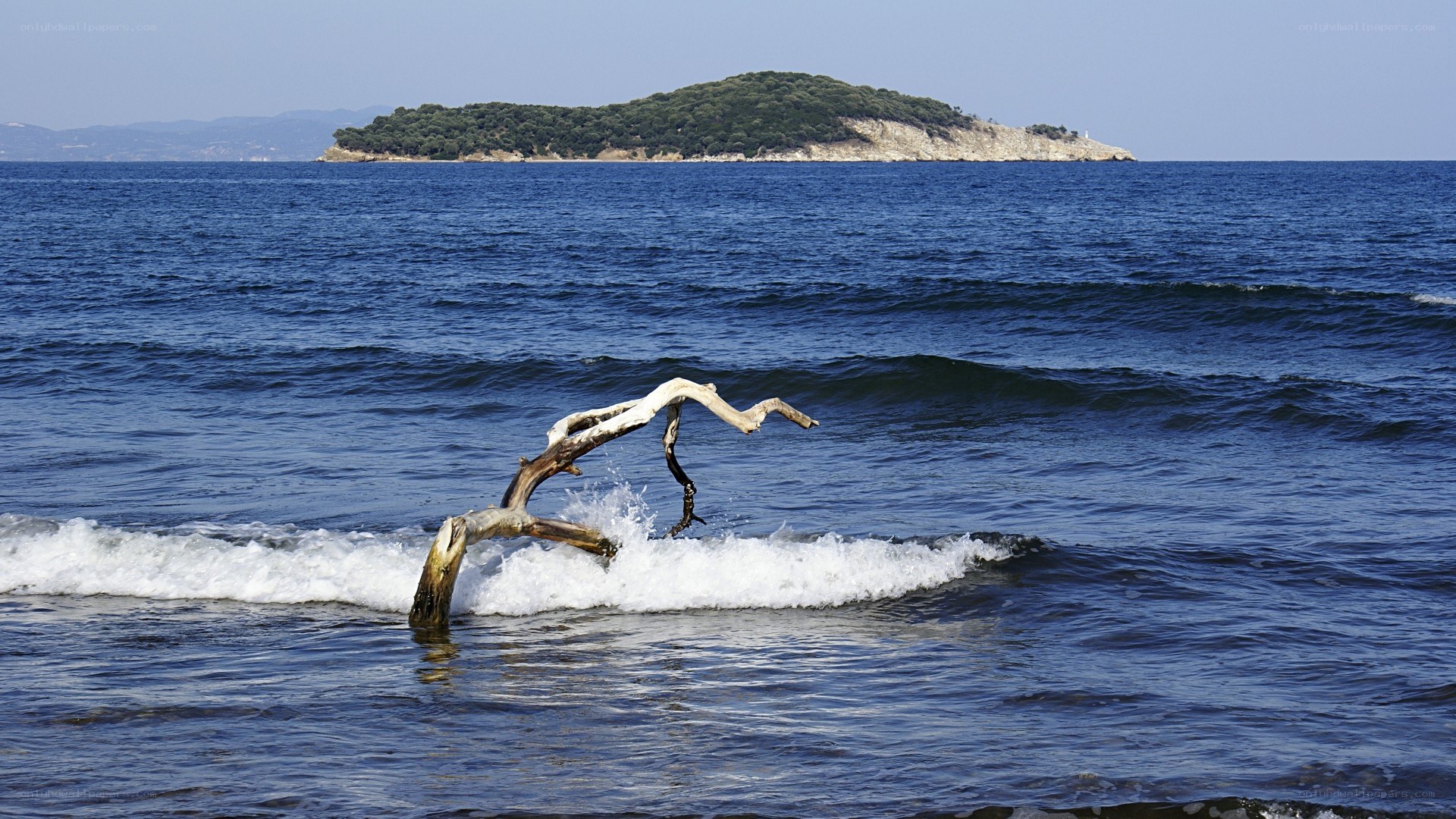 Driftwood on the shore