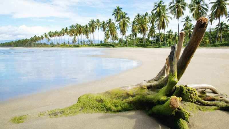 Driftwood on tropical beach