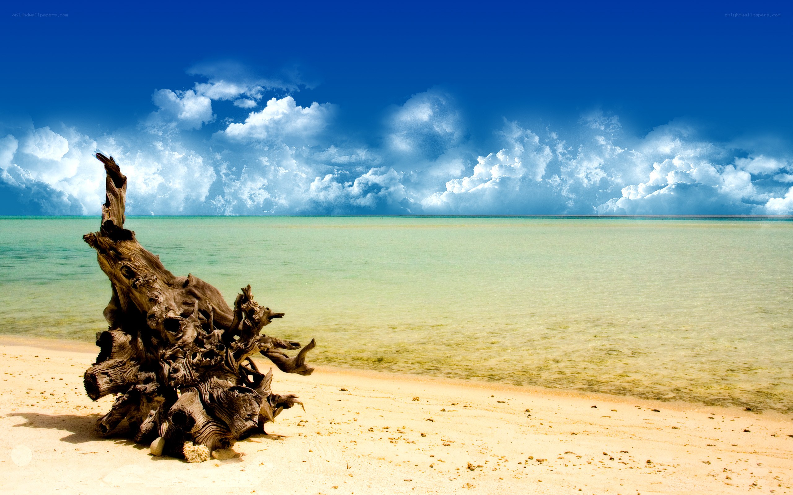 Driftwood on tropical beach