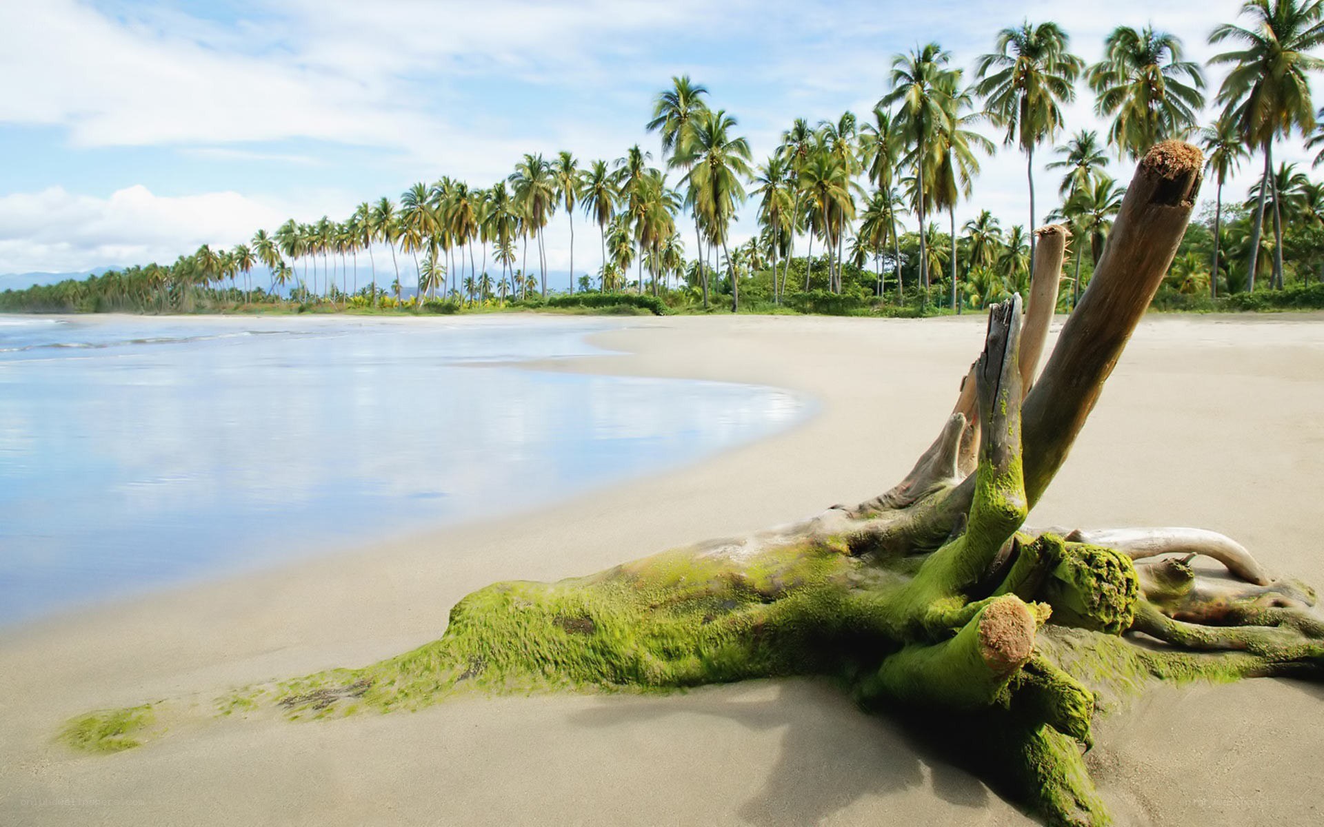 Driftwood on tropical beach