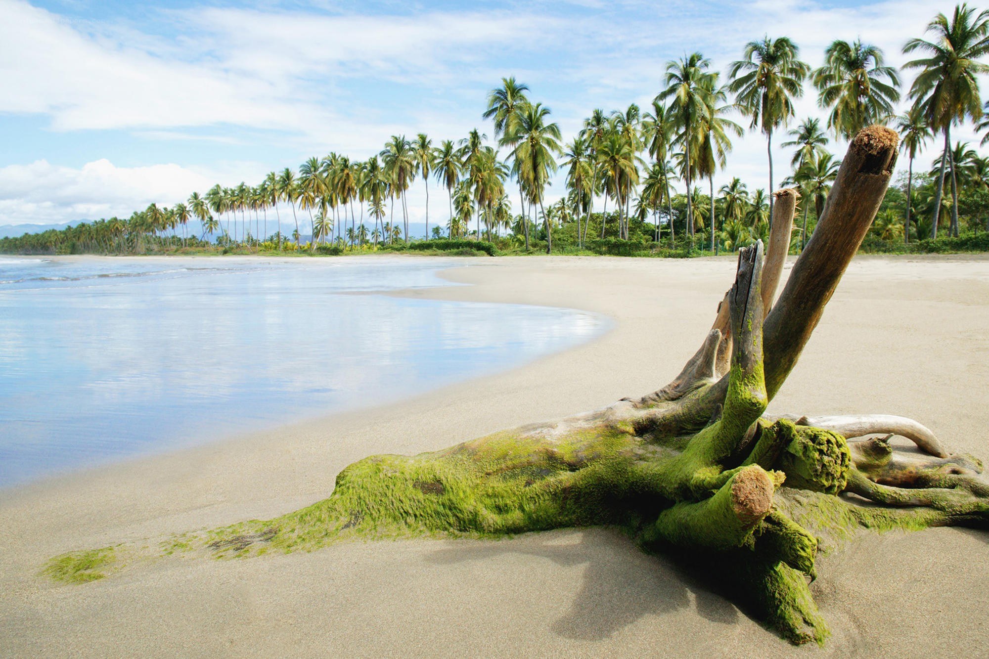 Driftwood on tropical beach