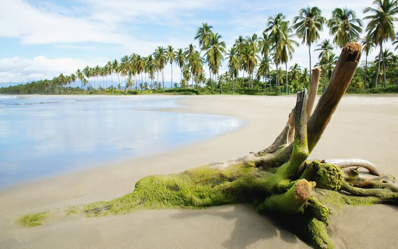 Driftwood on tropical beach