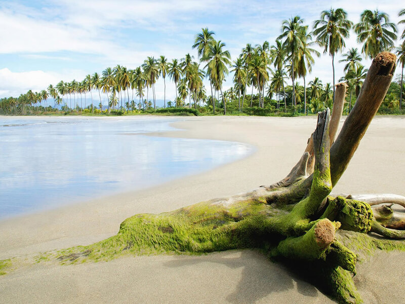 Driftwood on tropical beach