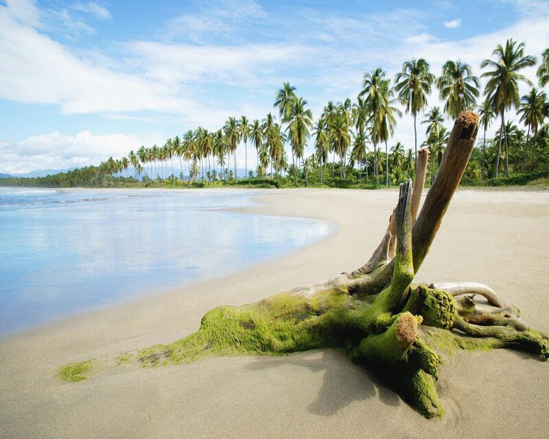 Driftwood on Tropical Beach — Blue, Serene
