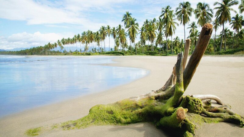 Driftwood on Tropical Beach — Blue