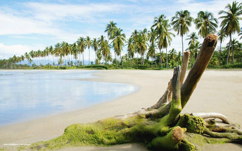 Driftwood on Tropical Beach — Green, Serene