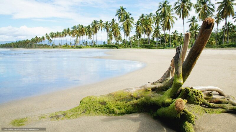 Driftwood on tropical beach