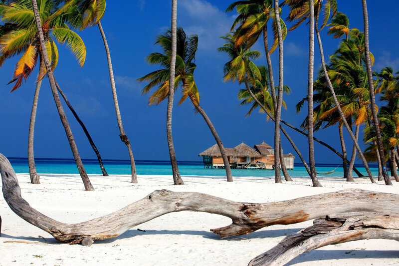 Driftwood on Tropical Beach — White