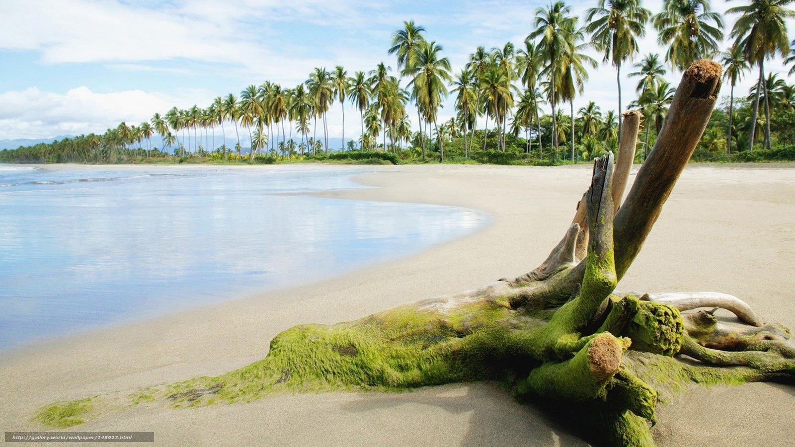 Driftwood on tropical beach