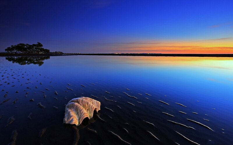 Driftwood on Wet Sand — Blue
