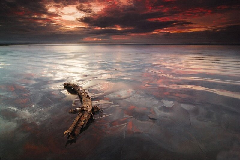 Driftwood on Wet Sand