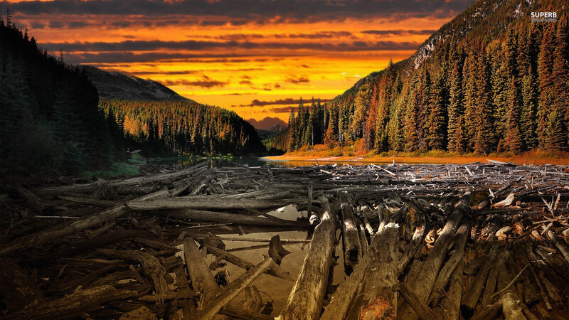Driftwood Pile in Lake