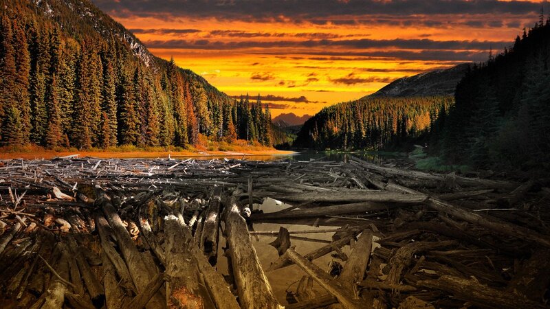 Driftwood Pile in River