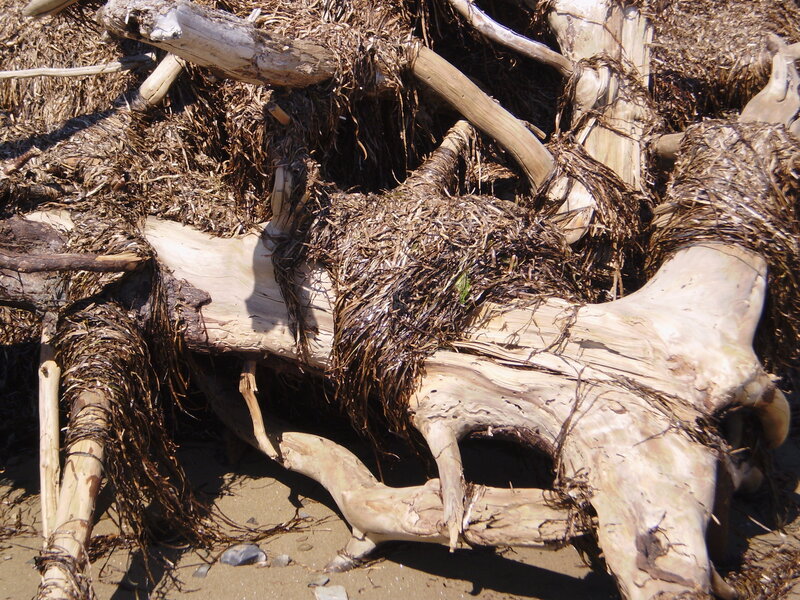 Driftwood Pile on Beach