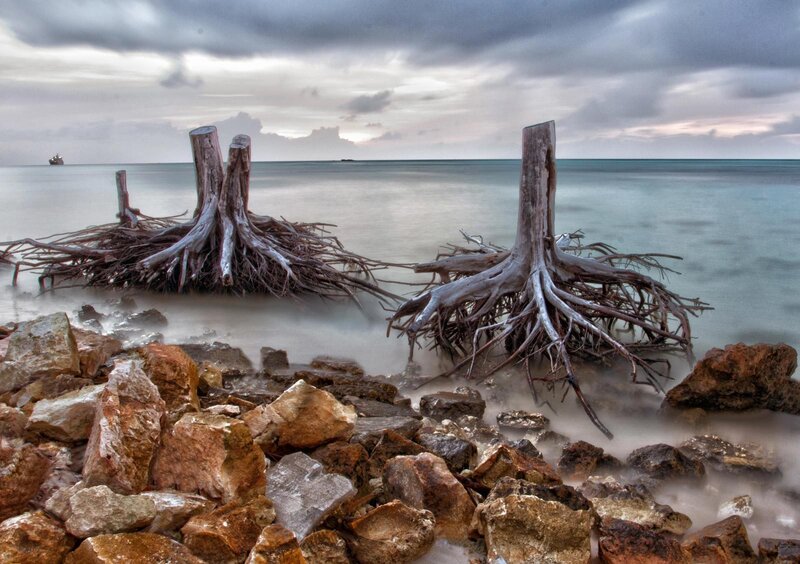 Driftwood Roots on Shore