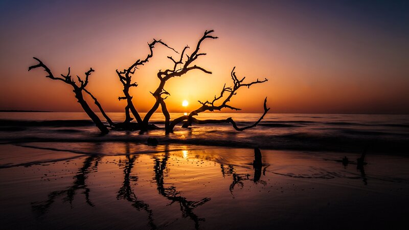 Driftwood Silhouette — Orange