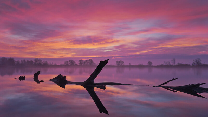 Driftwood Silhouette