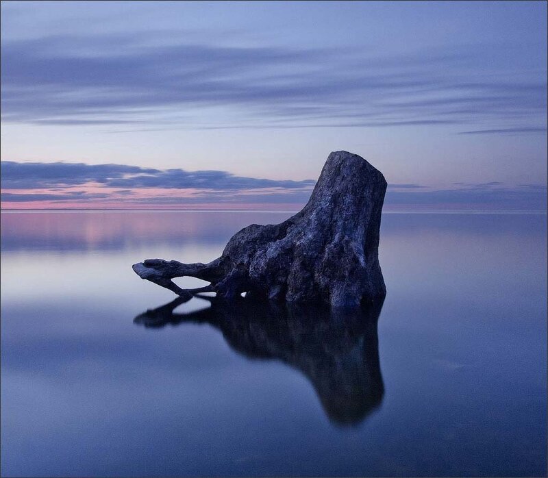 Driftwood Stump in Water