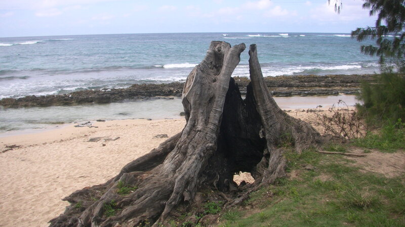 Driftwood Stump on Beach
