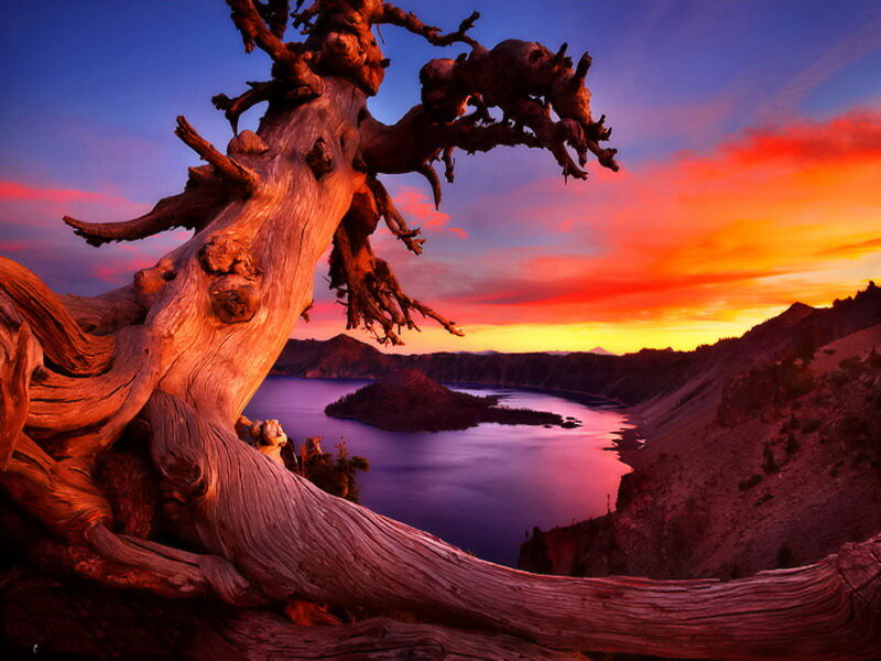 Driftwood Tree at Crater Lake